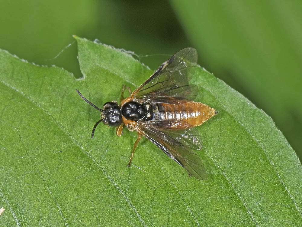 Argidae?